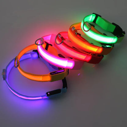 LED Dog Collar – Night Safety Detachable